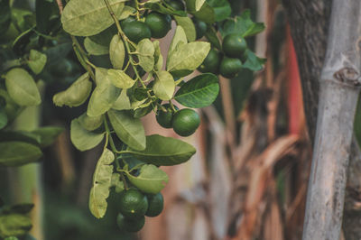 Close-up of fruits growing on tree