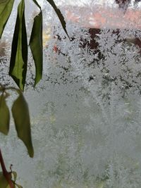 Close-up of raindrops on leaves during rainy season