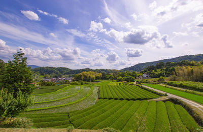 Scenic view of agricultural field against sky
