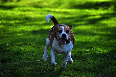 Portrait of dog on field