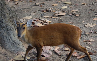 Side view of deer on land