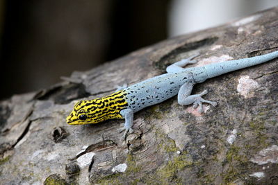 Zanzibar salamander