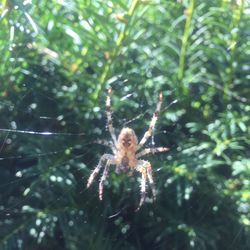 Close-up of spider web on plant