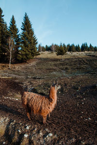 View of a llama on field