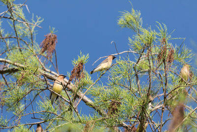 Flock of cedar waxwing bird bombycilla cedrorum perch on a tree and eats berries in naples, florida