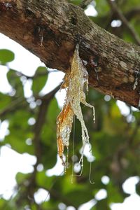 Close-up of branches on branch