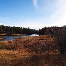 View of lake in forest