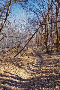 Bare trees in the forest