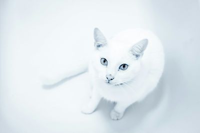 Portrait of white cat over white background