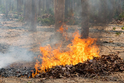 Bonfire by trees in forest