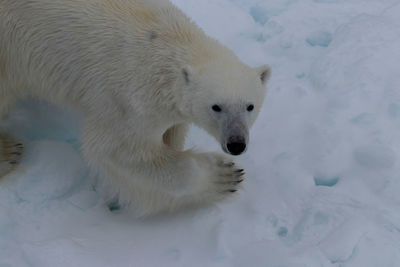 Portrait of bear on snow