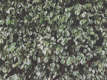 Full frame shot of leaves on field