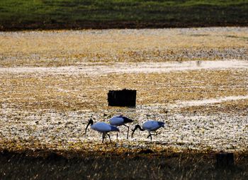 View of seagulls on field