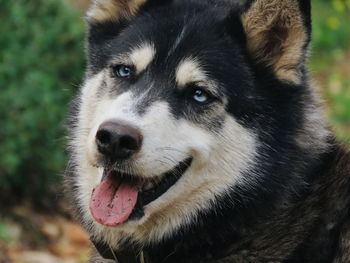 Close-up portrait of dog sticking out tongue