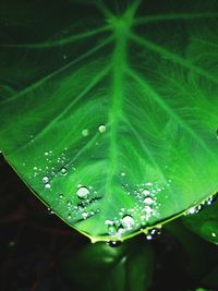 Close-up of water drops on plant