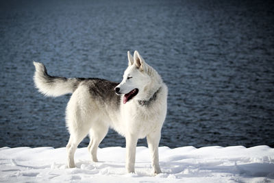 White dog on snow covered landscape