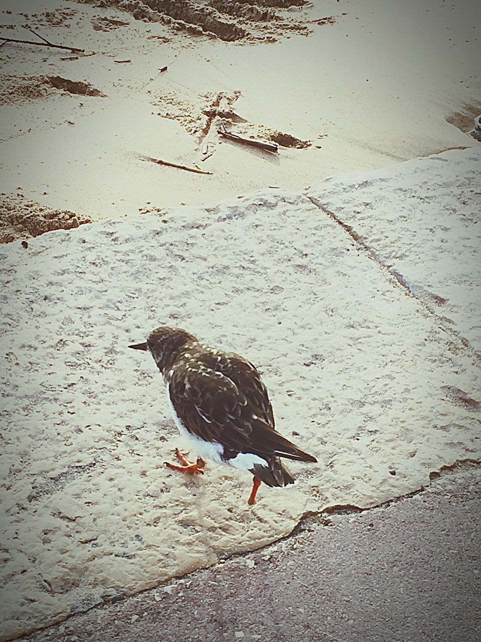 animal themes, bird, animals in the wild, wildlife, one animal, high angle view, water, pigeon, nature, duck, full length, outdoors, perching, no people, two animals, day, street, zoology, side view, lake