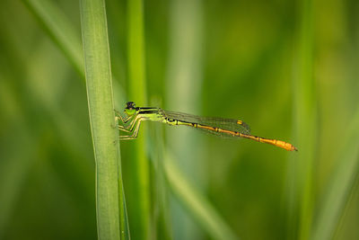 Close-up of dragonfly on grass