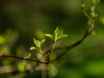 Close-up of fresh green leaves