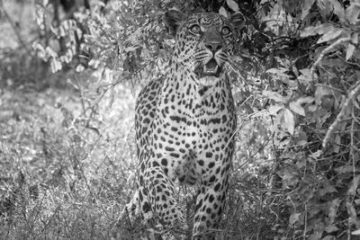 Portrait of leopard standing in forest