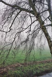 Bare trees on field