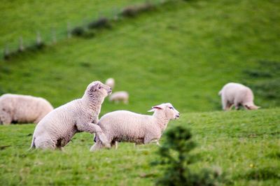 Sheep in a field