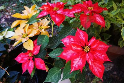 High angle view of various flowers blooming outdoors