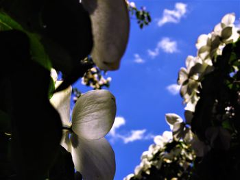 Low angle view of flowering plants against blue sky