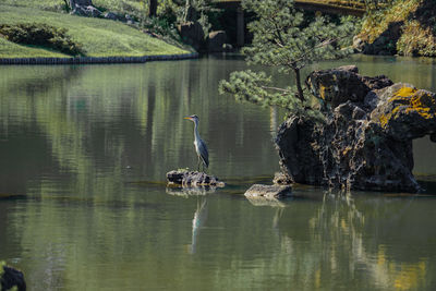 High angle view of ducks swimming in lake