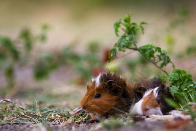 Close-up of guinea pigs on field