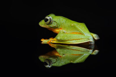 Close-up of frog over black background