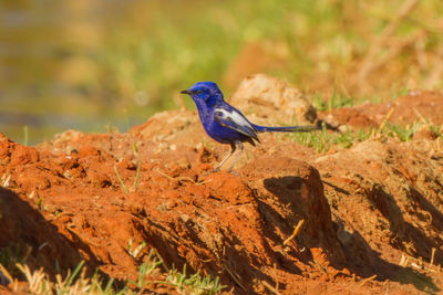 Close-up of bird perching on rock