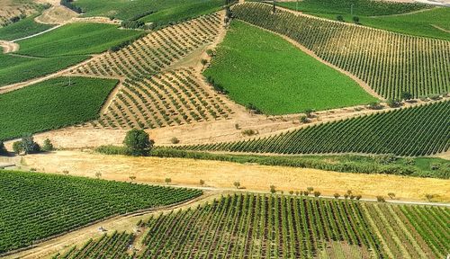 High angle view of vineyard