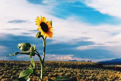 Close-up of sunflower blooming in field