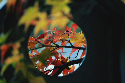 Close-up of maple leaves on plant