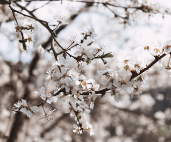 Close-up of cherry blossoms in spring