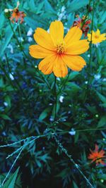 Close-up of orange flowers