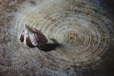 High angle view of tree stump