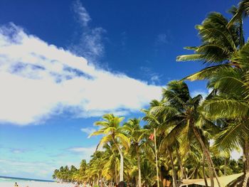Low angle view of palm trees against blue sky