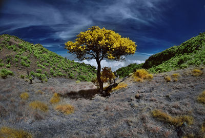 Trees on field against sky