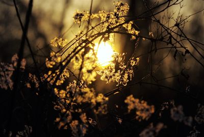 Close-up of silhouette tree against sky during sunset
