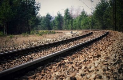 Railroad tracks amidst trees