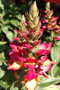 Close-up of pink flowers