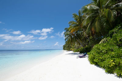 Palm trees on beach against blue sky