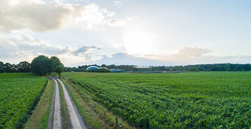 Scenic view of agricultural field against sky