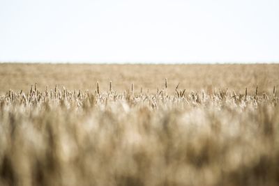 Close-up of wheat field against clear sky