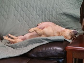 Dog sleeping on blanket at home