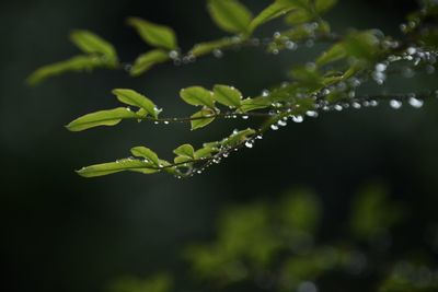Close-up of water drops on plant leaves