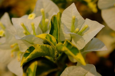 Close-up of white rose plant