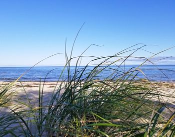 Scenic view of sea against clear blue sky